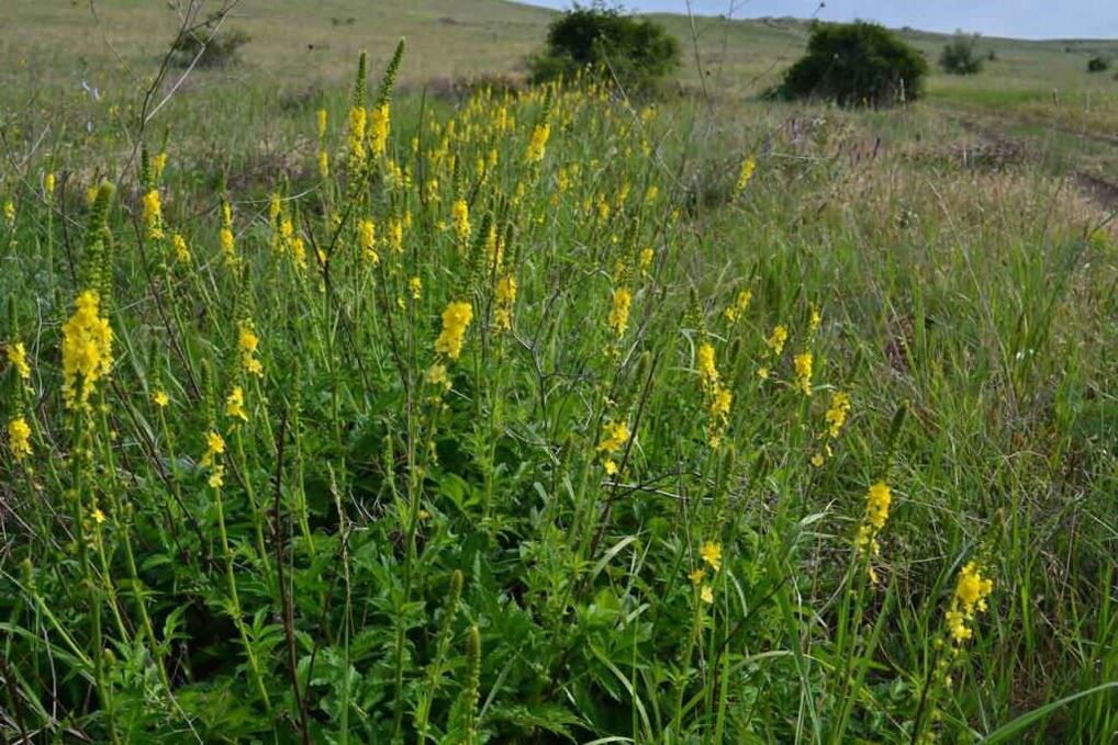 agrimony for psoriasis