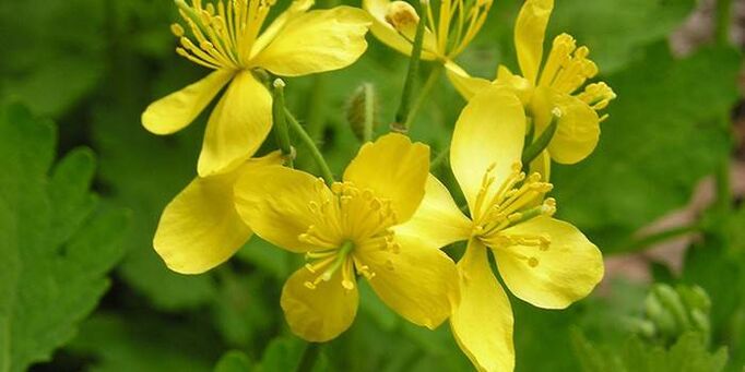 herb celandine for psoriasis on the elbow